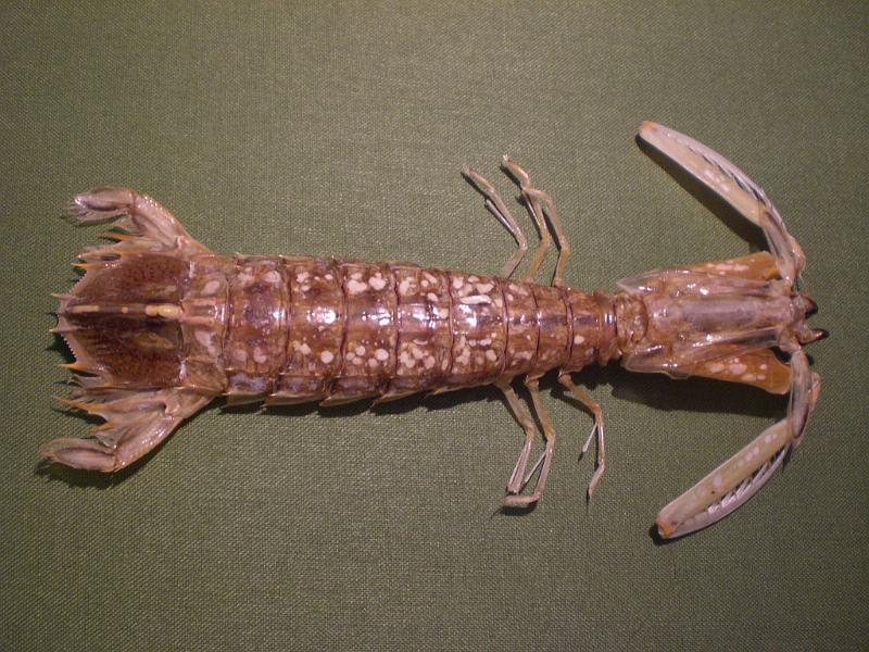 harpiosquilla harpax T.F.C. dorsal view.jpg